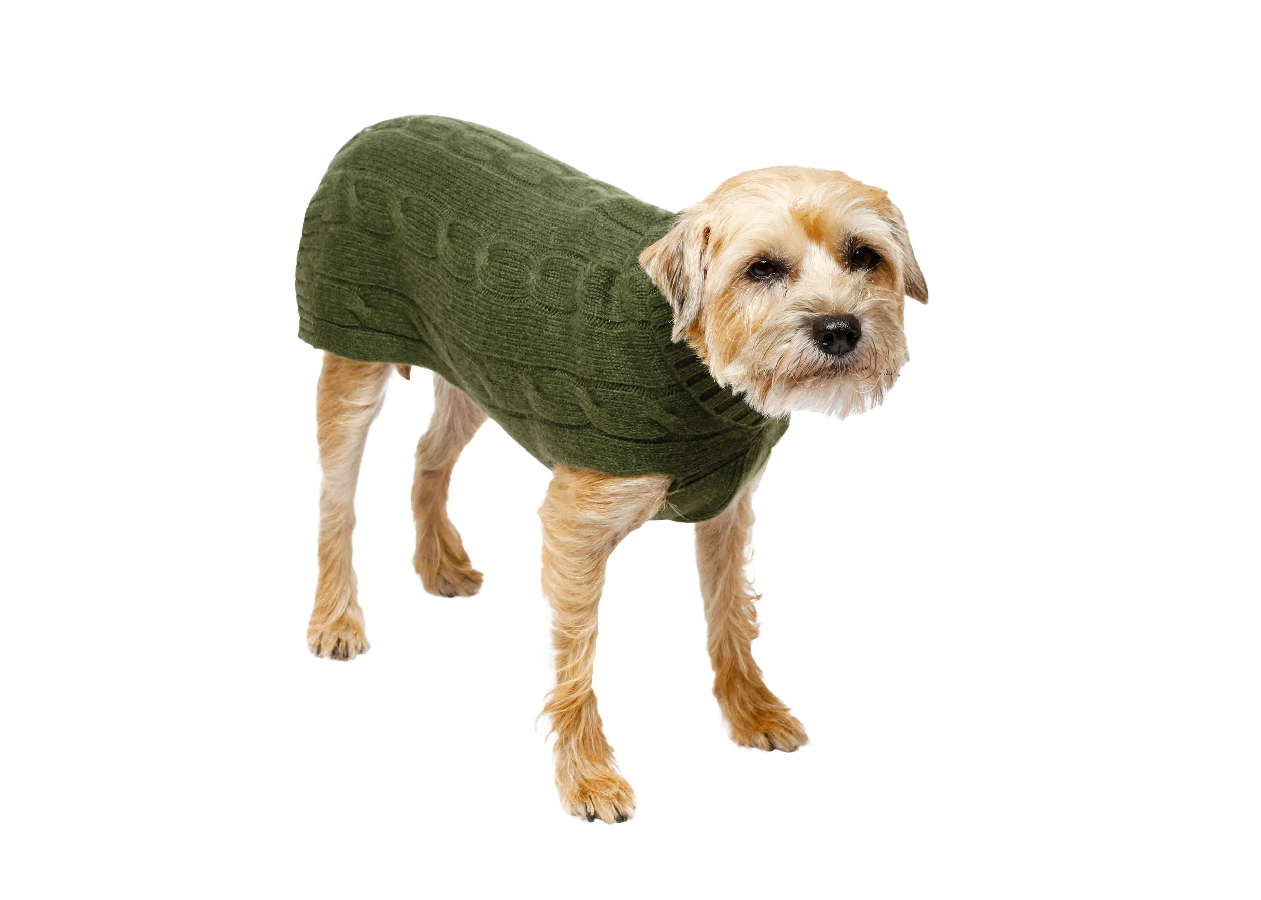 Cashmere Dog Solid Sweater - Green, Brown & Yellow